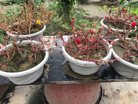 已经发芽了