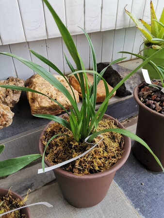 买了好多，种上兰花很好。停优惠的