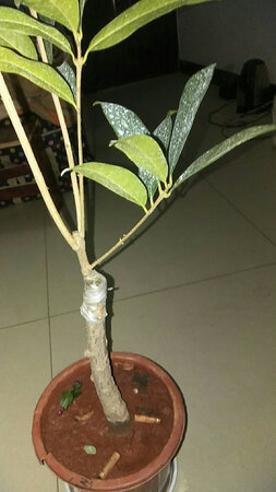 说的是4年嫁接苗，怎么看起来像2年的