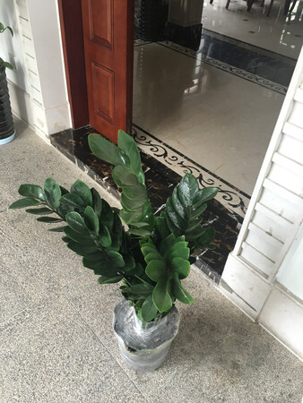 盆是树脂的，下单前跟客服沟通过盆换个颜色，确认后再下的单，收到火时盆依旧没安约定好的发货，只说补发一个；金钱树本身就有一根枝丫到80cm。