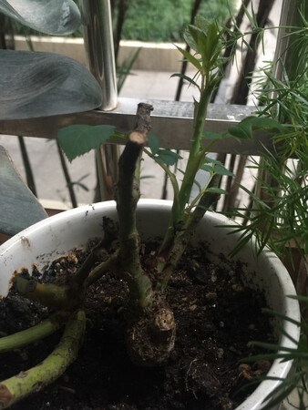 目前三株有一株有点干枯，另外两盆有点点小芽冒出