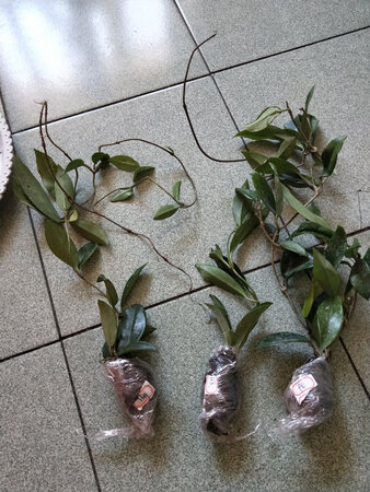 买了三种花色，只能等开花才能分辨颜色了，乌鲁木齐这么远运过来还能保持这么好，真的很棒，还附送了生根粉，商家真的不错