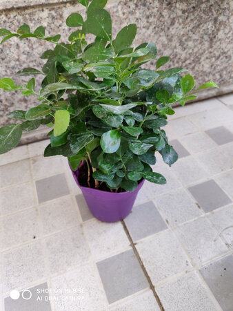 植物非常不错，良心商家包装到位