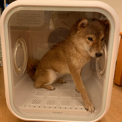  宠物烘干箱