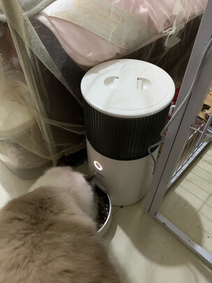 猫碗狗碗