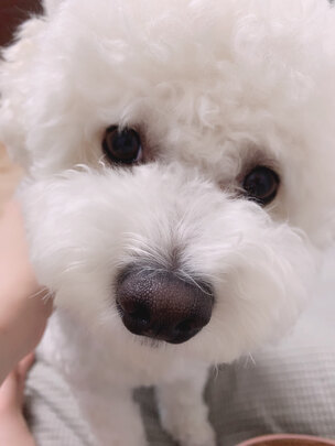 狗狗雨衣