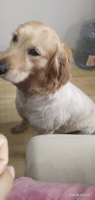 狗狗剃毛器