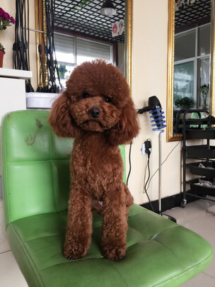 狗粮