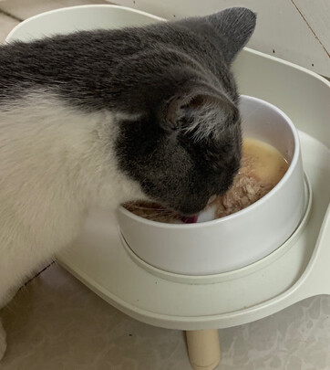 猫粮罐头