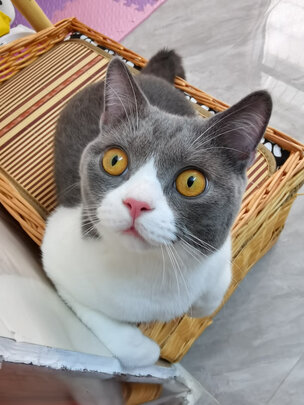 猫粮罐头