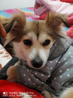 狗粮
