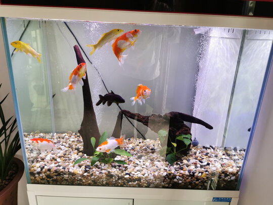 鱼缸换水器