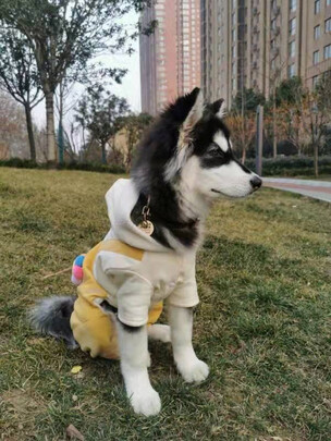 狗粮罐头