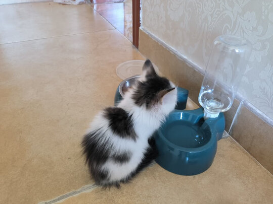 猫碗狗碗