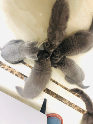 膨润土猫砂