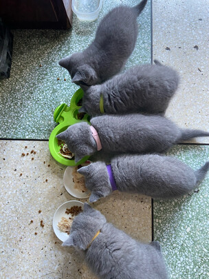 猫粮