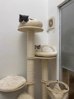 猫爬架
