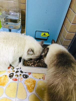 宠物自动喂食器