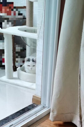 猫爬架