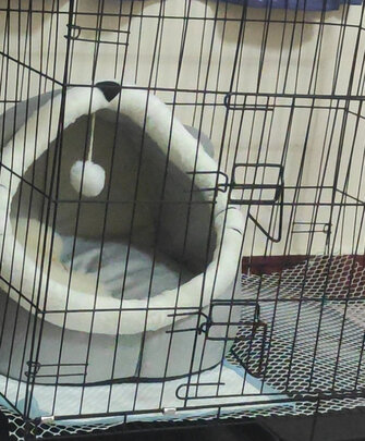 猫窝