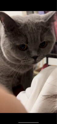  猫笼