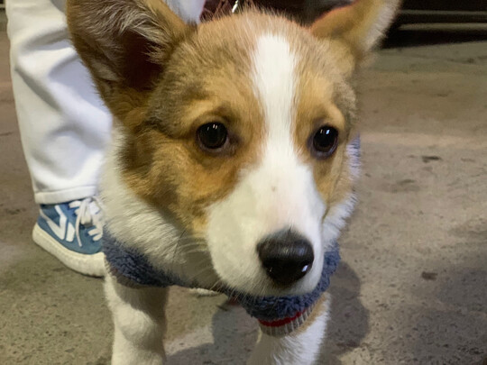 狗狗沐浴露