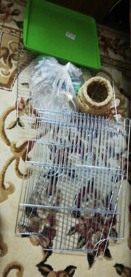鸟笼
