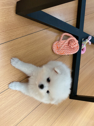 狗狗磨牙棒