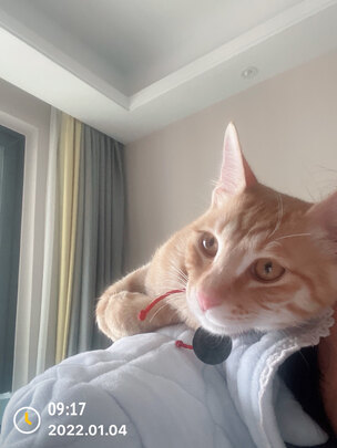豆腐猫砂