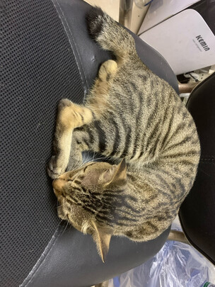 猫罐头