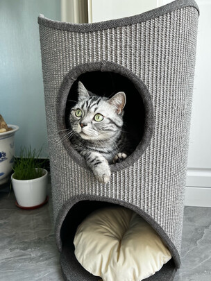 猫爬架