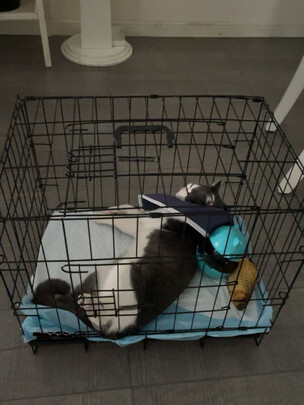  狗笼