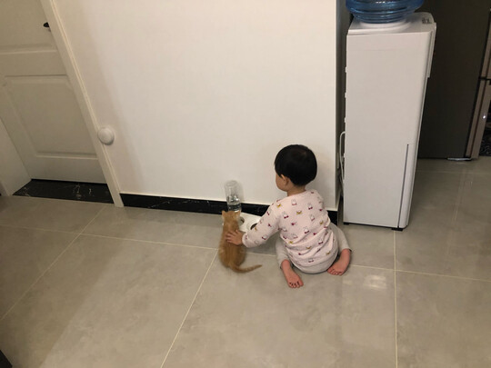 宠物饮水机