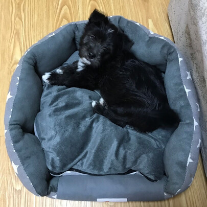 狗窝