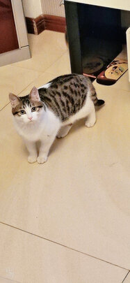 猫窝