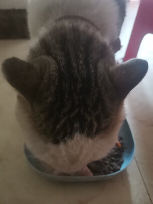 猫罐头
