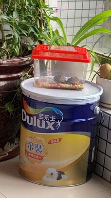 乳胶漆|客观评价多乐士A8188乳胶漆怎么样？上手三周说真相