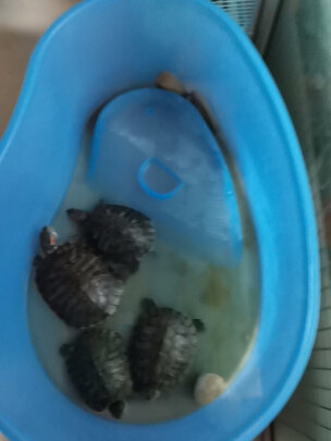 乌龟缸