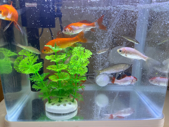 鱼缸氧气泵