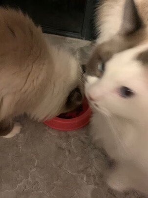 猫粮