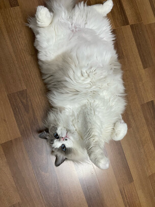 猫冻干