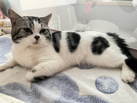 猫粮罐头