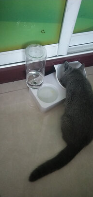 宠物饮水机