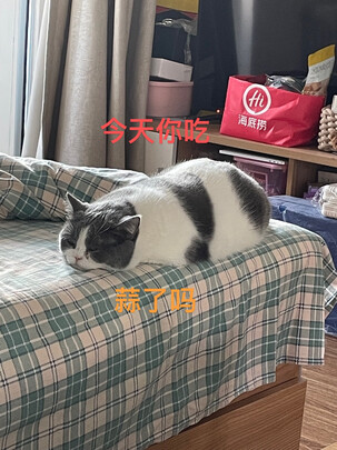 猫窝