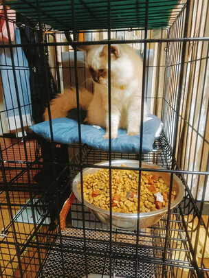 猫笼