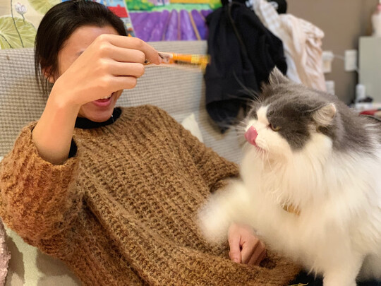 猫条猫零食