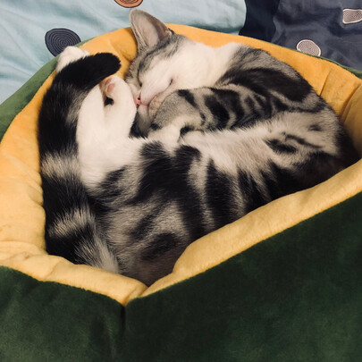 猫窝