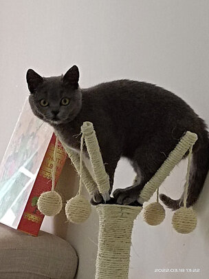 猫爬架