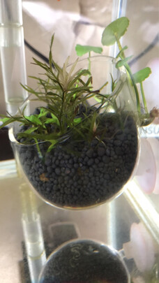 水草泥