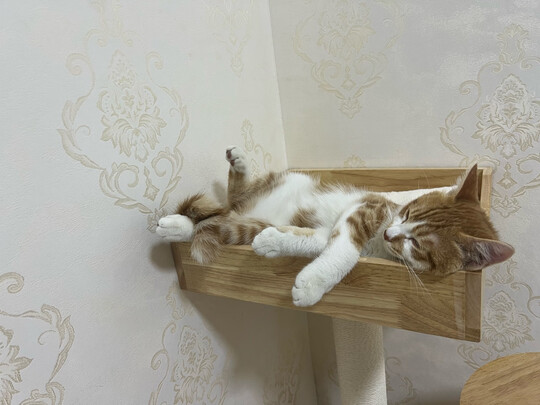猫爬架
